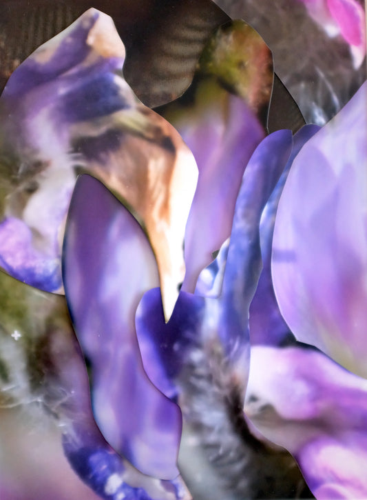 Michaela Putz - Untitled (Astragalus danicus) - Rudolf Leeb Gallery