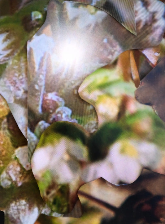 Michaela Putz - Untitled (Linum radiola) - Rudolf Leeb Gallery