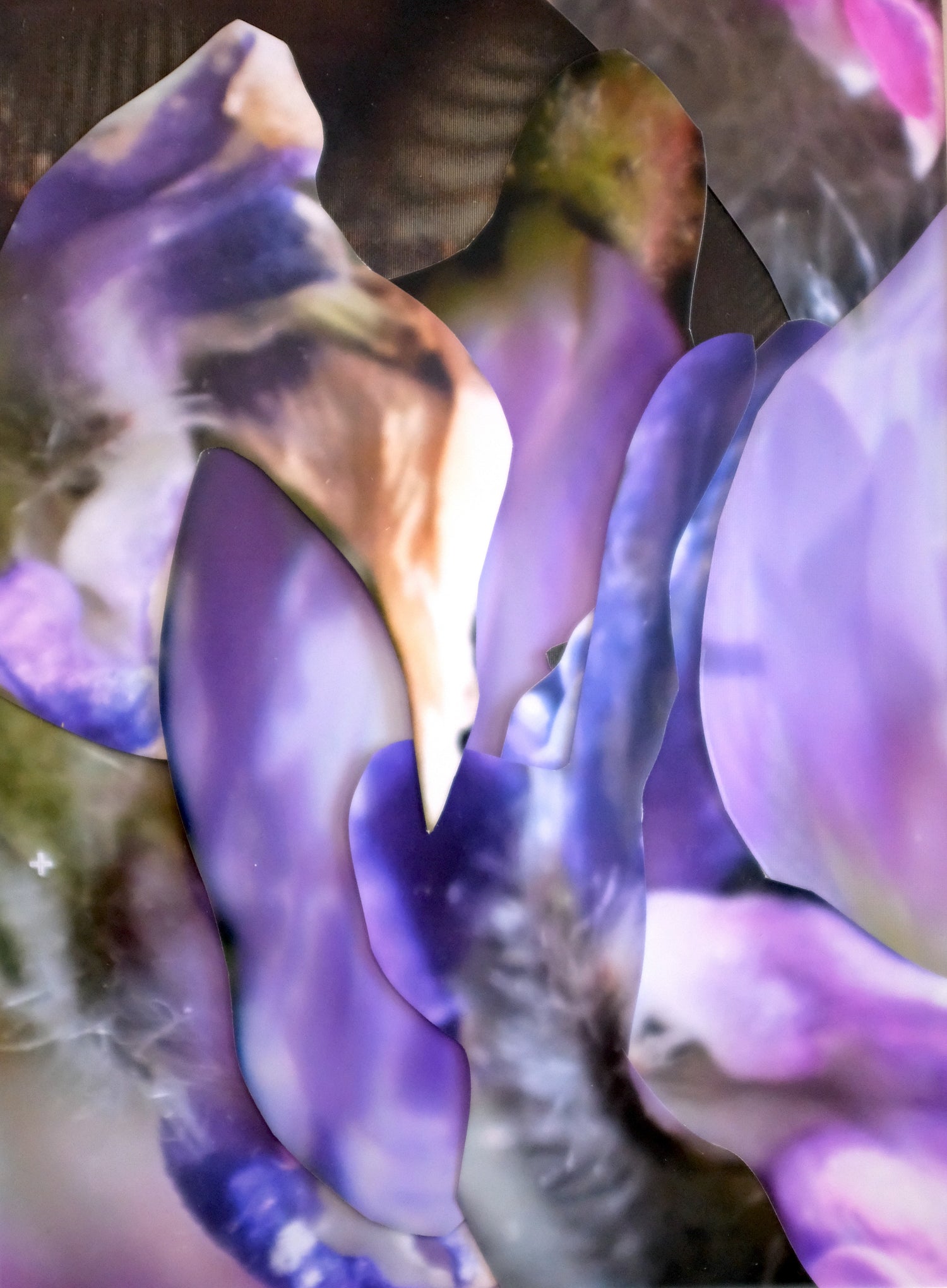 Michaela Putz - Untitled (Astragalus danicus) - Galerie Rudolf Leeb