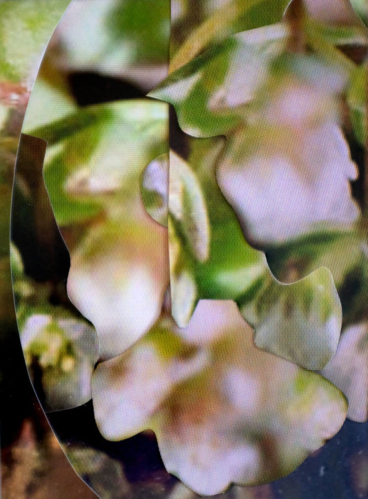 Michaela Putz - Untitled (Linum radiola) - Galerie Rudolf Leeb